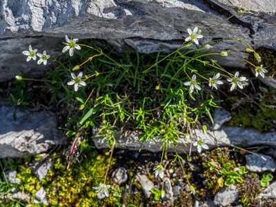 Sabulina austriaca, photographed by rainerburkard