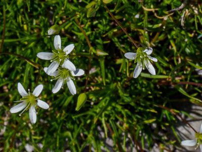 Sabulina austriaca, photographed by rainerburkard