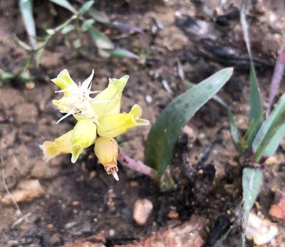 Lachenalia lutea, photographed by Cecile Roux