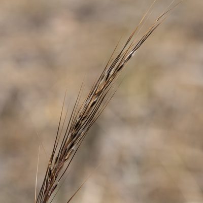 Austrostipa setacea, photographed by Kym Nicolson