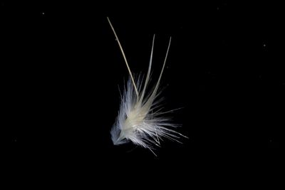Rytidosperma erianthum, photographed by Kym Nicolson
