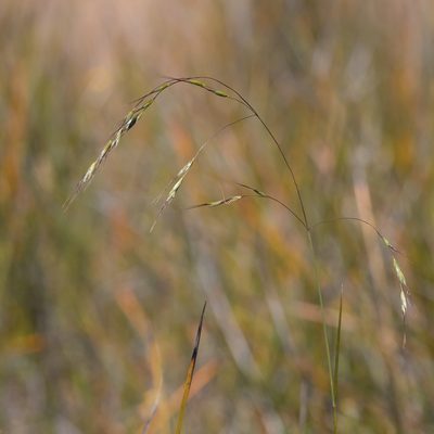Amphibromus archeri, photographed by Kym Nicolson