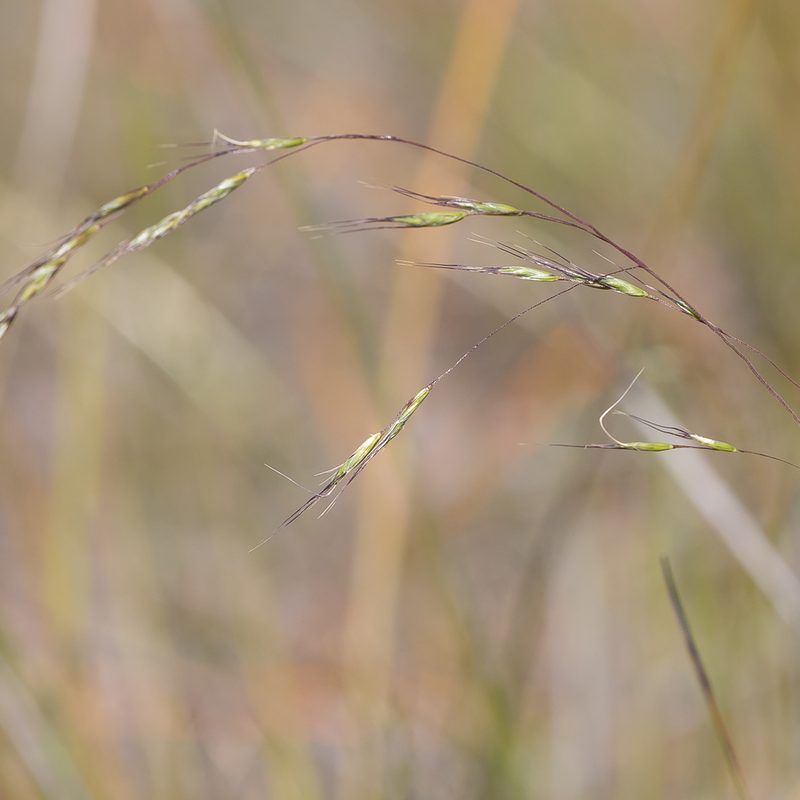 Amphibromus archeri, photographed by Kym Nicolson