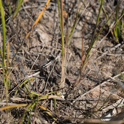 Amphibromus archeri, photographed by Kym Nicolson