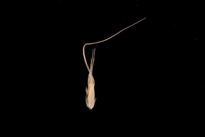 Amphibromus archeri, photographed by Kym Nicolson