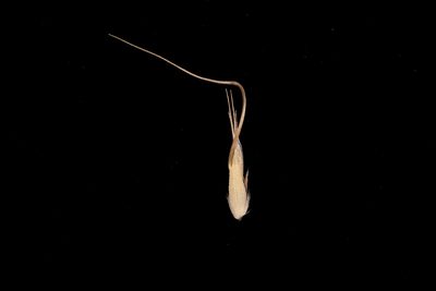 Amphibromus archeri, photographed by Kym Nicolson