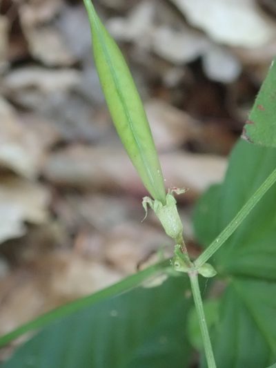 Vicia oroboides, photographed by Dr. Guido Bohne