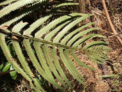 Polystichum macleae, photographed by katuchka
