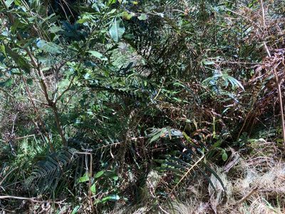 Polystichum macleae, photographed by katuchka