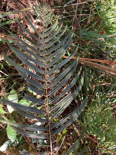 Polystichum macleae, photographed by katuchka
