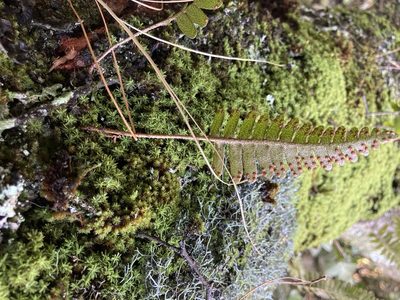 Pleopeltis ecklonii, photographed by katuchka
