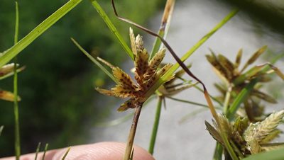 Cyperus flavescens, photographed by John Abrams
