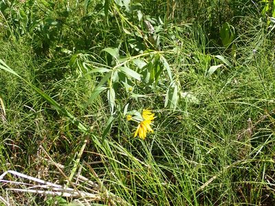 Helianthus nuttallii, photographed by Mary Krieger