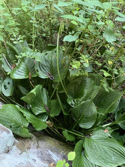 Hosta plantaginea, photographed by Sara Patton