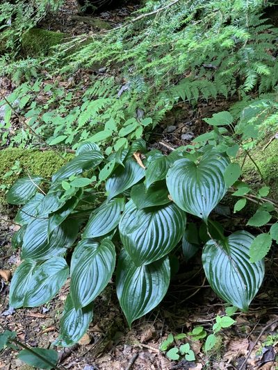 Hosta plantaginea, photographed by Sara Patton