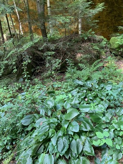 Hosta plantaginea, photographed by Sara Patton