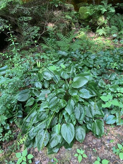 Hosta plantaginea, photographed by Sara Patton