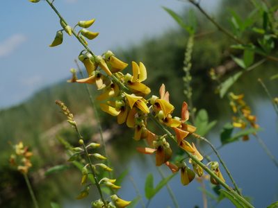 Crotalaria trichotoma, photographed by Jacy Chen
