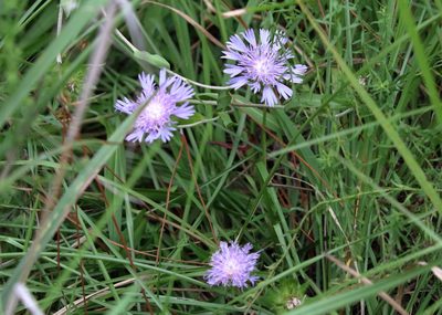 Stokesia laevis, photographed by Lauren McLaurin