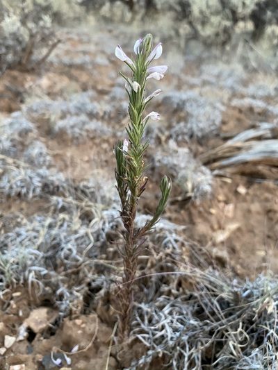 Orthocarpus purpureoalbus, photographed by Matt Berger