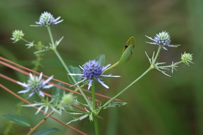 Eryngium integrifolium, photographed by Lauren McLaurin