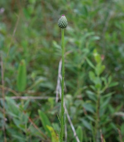 Cirsium lecontei, photographed by Lauren McLaurin