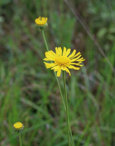 Balduina uniflora, photographed by Lauren McLaurin