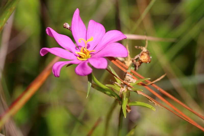 Sabatia gentianoides, photographed by Lauren McLaurin