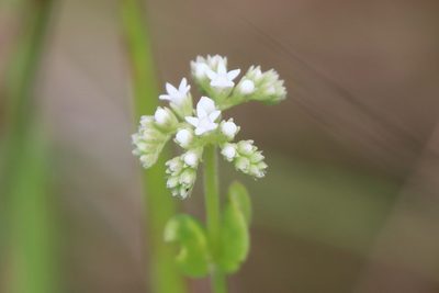 Mitreola sessilifolia, photographed by Lauren McLaurin