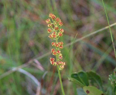 Triantha racemosa, photographed by Lauren McLaurin