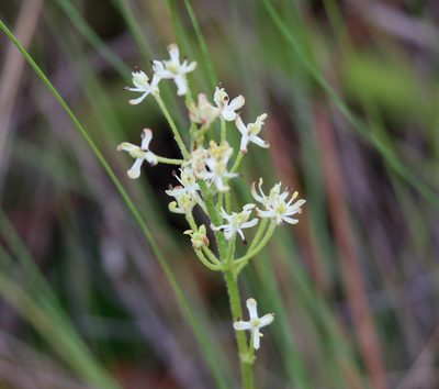 Triantha racemosa, photographed by Lauren McLaurin