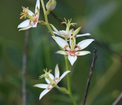 Zigadenus glaberrimus, photographed by Lauren McLaurin