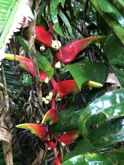 Heliconia platystachys, photographed by Aitor