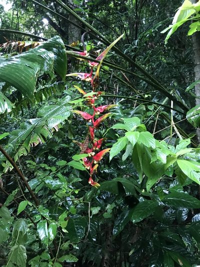 Heliconia platystachys, photographed by Aitor