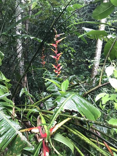 Heliconia platystachys, photographed by Aitor