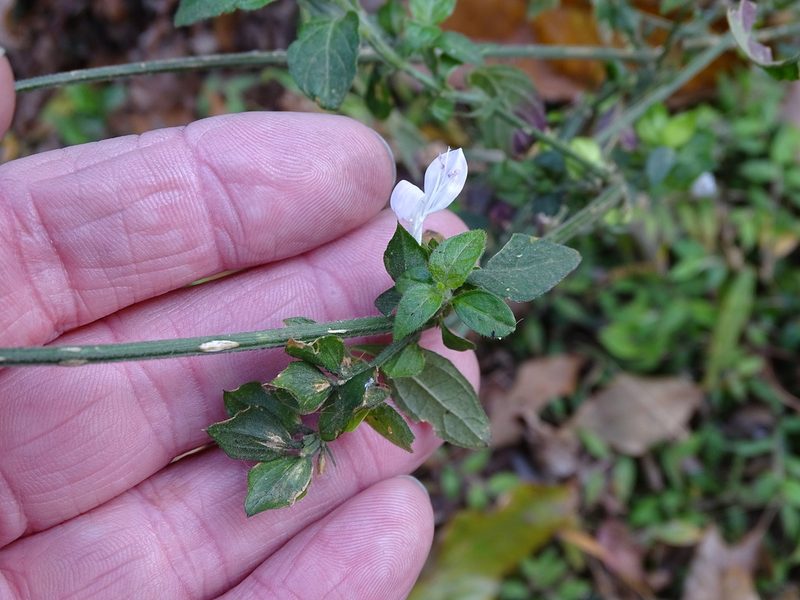 Dicliptera extenta, photographed by Shaun Swanepoel