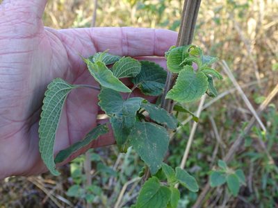 Coleus livingstonei, photographed by Shaun Swanepoel