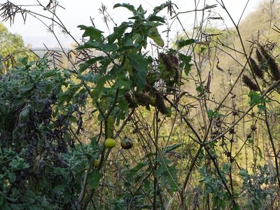 Solanum umtuma, photographed by Shaun Swanepoel