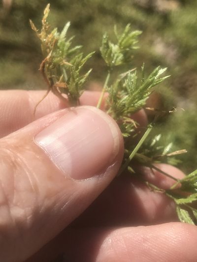 Eragrostis hypnoides, photographed by Alan Weakley