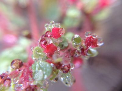 Euphorbia pondii, photographed by Adam J. Searcy