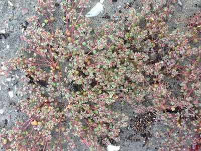 Euphorbia pondii, photographed by Adam J. Searcy