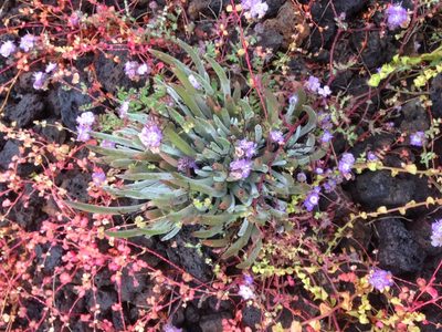 Dudleya attenuata, photographed by Adam J. Searcy