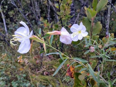 Oenothera nuttallii, photographed by Doug Macaulay