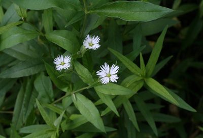 Stellaria radians, photographed by Oleg Kosterin