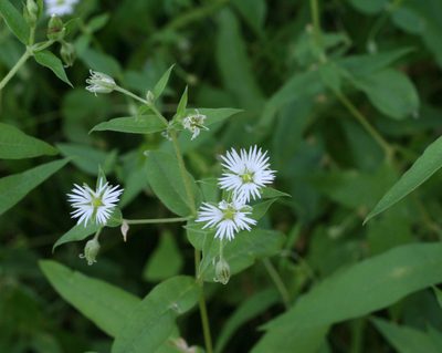 Stellaria radians, photographed by Oleg Kosterin