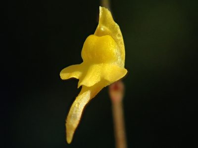 Utricularia pusilla, photographed by Tsssss