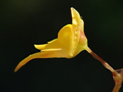 Utricularia pusilla, photographed by Tsssss