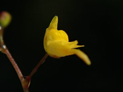 Utricularia pusilla, photographed by Tsssss