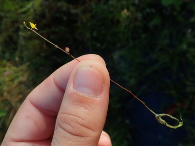 Utricularia pusilla, photographed by Tsssss