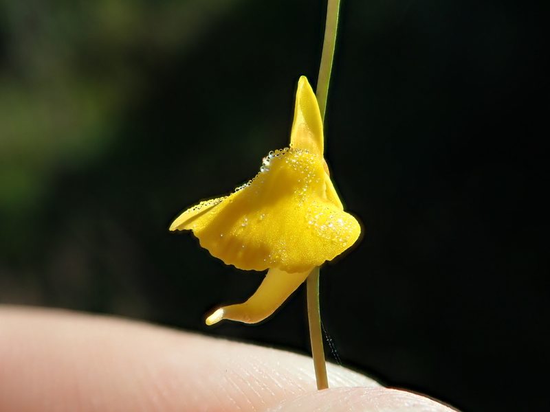 Utricularia laxa, photographed by Tsssss